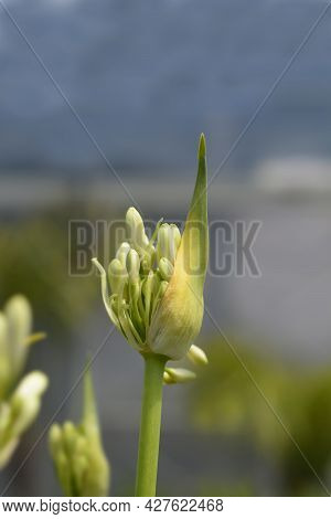 African Lily Amourette White Flower Buds - Latin Name - Agapanthus Amourette White