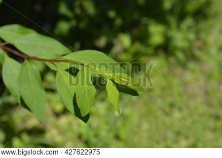 Weeping Forsythia Leaves - Latin Name - Forsythia Suspensa