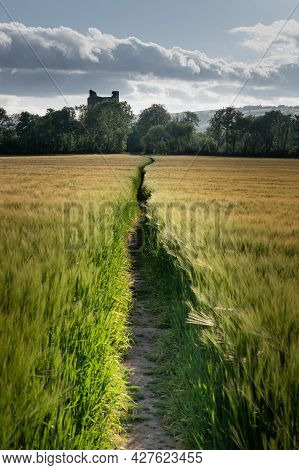 A Path That Goes Through A Field Of Wheat That Leads To Kilcrea Castle In Cork Ireland