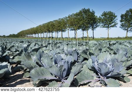 Red Cabbage Field Under Blue Summer Sky In Dutch Province Of Noord Holland Under Blue Summer Sky In 