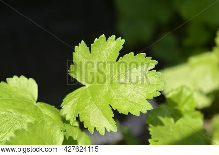 Parsnip Leaves - Latin Name - Pastinaca Sativa