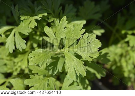Common Wormwood Leaves - Latin Name - Artemisia Absinthium