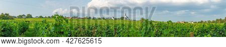 View Over Vineyards To The Church Of Peter And Paul In The Small Hessian Town Of Hochheim In The Rhi