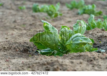 Watered Fresh Green Cabbage Close-up On A Blurry Background Of A Vegetable Garden With Cabbage With