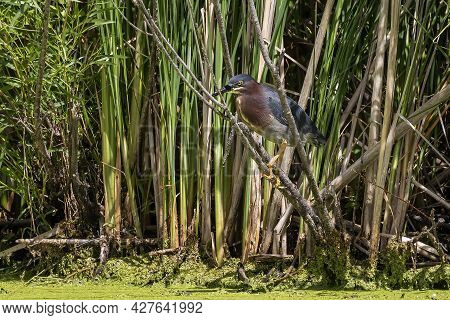 The Green Heron (butorides Virescens) On The Hunt