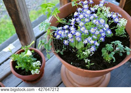 Potted Blue Pericallis Hybrida Or Cineraria, Florist's Cineraria Or Common Ragwort Flowering Plant F