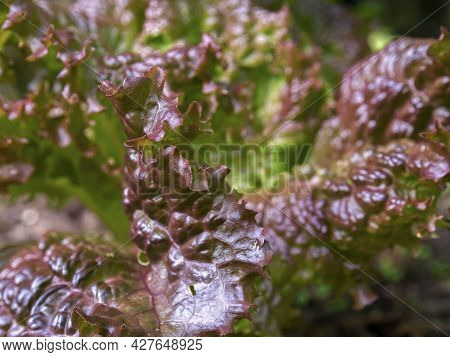 Macro Photography Of Red Looseleaf Lettuce Leaves, Captured At A Garden Near The Town Of Arcabuco In