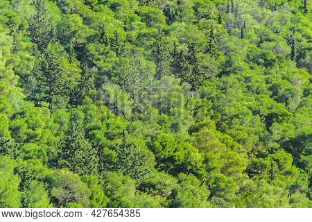 Leafy Landscape, Lycabettus Hill, Athens, Greece