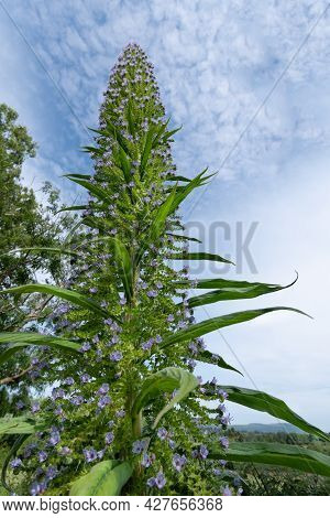 Purple Echium Pininana Tree Against Blue Sky.