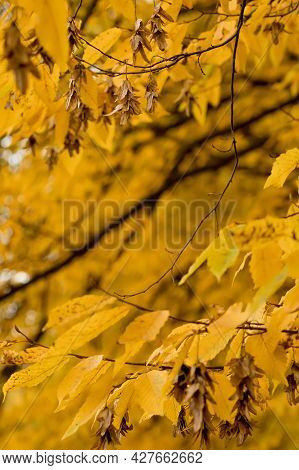 Fall, Autumn, Leaves Background. A Tree Branch With Autumn Leaves On A Blurred Background. Landscape