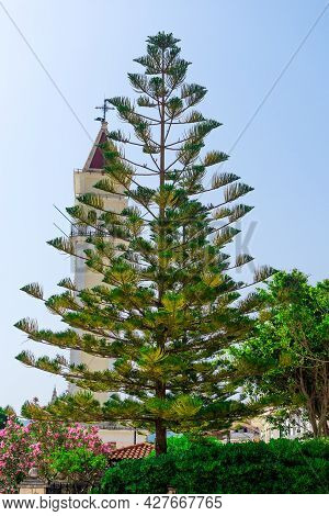 Closeup Of Upper Part Of Araucaria Angustifolia