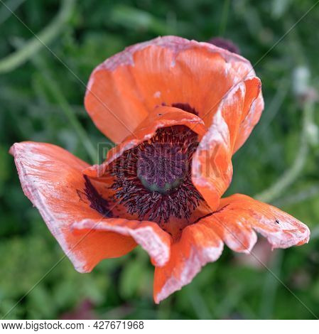 Beautiful Red Blossoming Poppy, Top View A