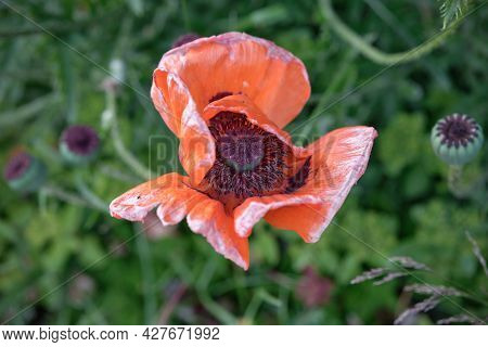 Beautiful Red Blossoming Poppy, Top View A