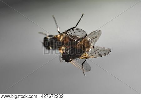 Housefly Mating, Close-up Of Flies Mating On Railing