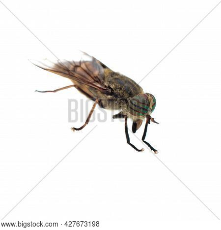 Side View Of A Horsefly, Tabanus, Isolated On White