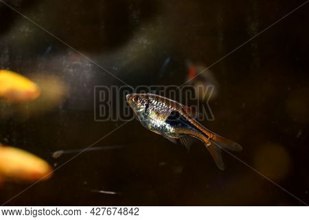 A Close-up Of A Harlequin Barb In An Aquarium.