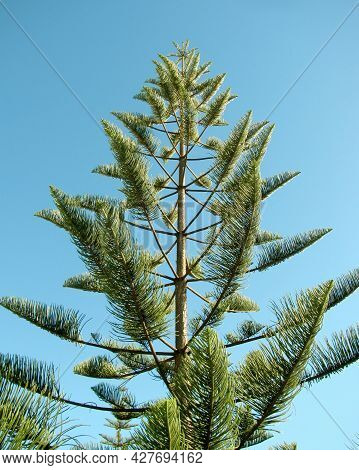 New Caledonia Or Araucaria Columnaris Pine Against Blue Sky