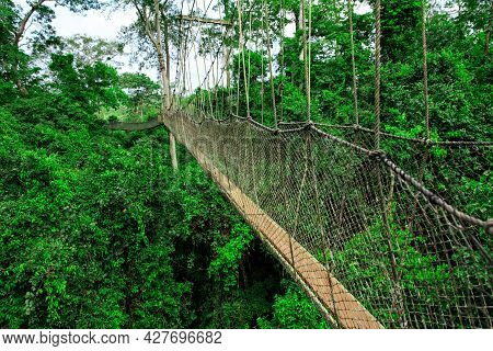 Rope Walkway In Kakum National Park, Ghana
