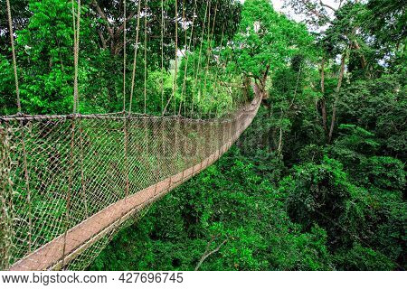 Rope Walkway In Kakum National Park, Ghana