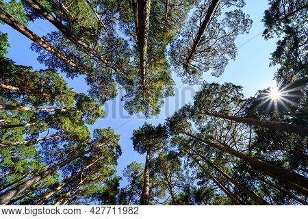 Skyward View Of Tall Pine Trees On Blue Summer Day.