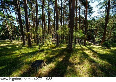 Sunrise In The Mediterranean Pine Forest With Tall Trees And Green Grass.