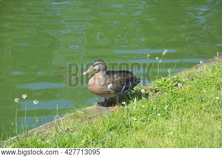 Female Mallard, This Species Is Common In The Temperate And Subtropical Waters Of North America, Asi