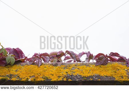 Parthenocissus Quinquefolia, Known As Virginia Creeper, Victoria Creeper, Five-leaved Ivy. Red Folia