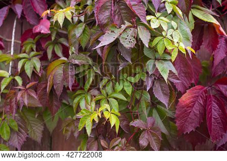 Parthenocissus Quinquefolia, Known As Virginia Creeper, Victoria Creeper, Five-leaved Ivy. Red Folia