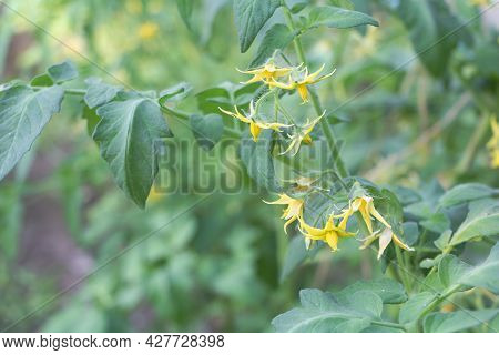 Blooming Tomato Flowers In The Garden - Concept Of Growing Tomatoes