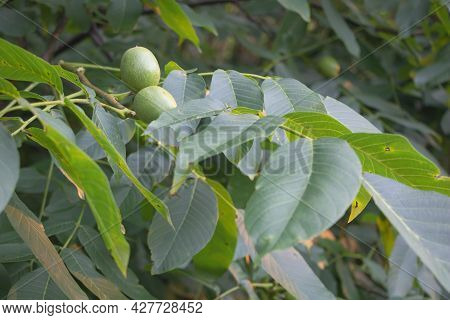 Closeup Of A Walnut Tree With Fruits In The Farm