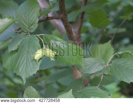 The Hazelnut Tree With Growing Fruits In The Farm
