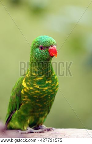 The Scaly-breasted Lorikeet (trichoglossus Chlorolepidotus), Portrait. Portrait Of A Green Parrot.