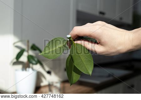 Ficus Cuttings. Breeding Potted Plants. Ficus Elastic Milk