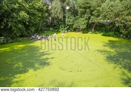 A Pond With Green Grass On The Surface With Pelicans Sitting On An Island Of Trees (lat. Pelecanus) 