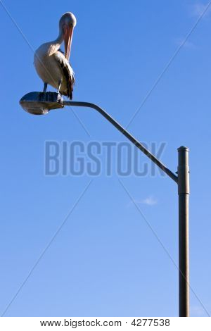 Pelikán na ulici