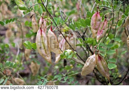 Colutea Arborescens Is A Species Of Leguminous Shrub Known By The Common Name Bladder-senna.it Is Gr