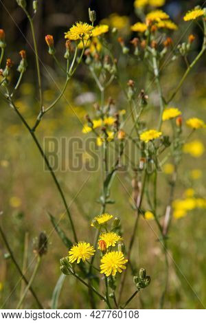Rough Hawksbeard (crepis Biennis) Plant Blooming In A Meadow
