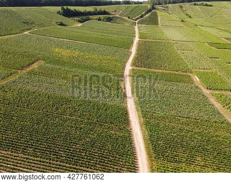 Aerial View On Green Vineyards In Champagne Region Near Epernay, France, White Chardonnay Wine Grape