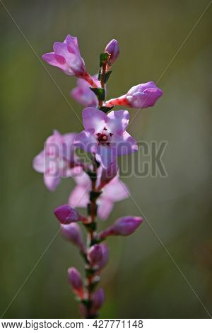 Pink And White Flowers And Buds Of The Australian Native Coast Coral Heath, Epacris Microphylla, Gro