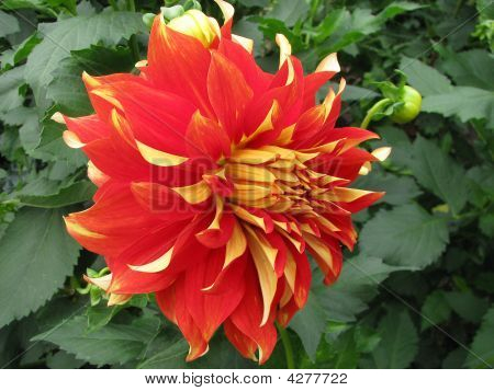Feutrage fleur des feu