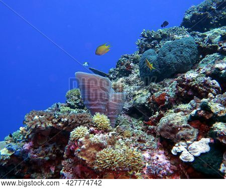 A Beautiful Healthy Reef In Maniquin Island Philippines