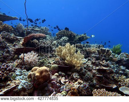 Healthy Reef In Shallow Water Maniquin Island Philippines