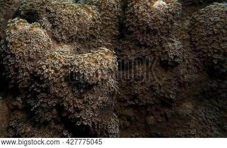 A Goniopora Sp Soft Coral Cebu Philippines