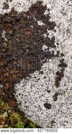 Ancient Stone Surface With Lichen. Colorful Natural Vivid Background Of Lichen On Stone Surface. Abs