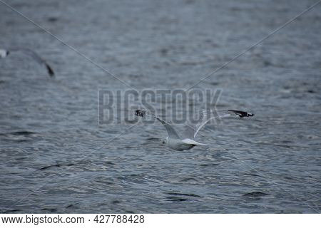 Gull Flying Over The Water On A Lke On A Sunny Day