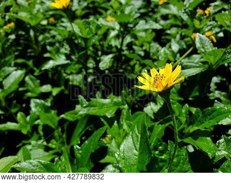 Flower (melampodium Paludosum Flower)