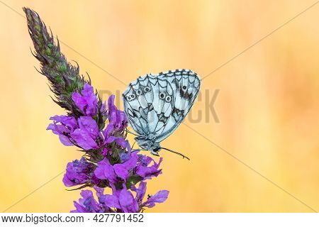 Beautiful Nature Scene With Butterfly Marbled White (melanargia Galathea). Macro Shot Of Butterfly M