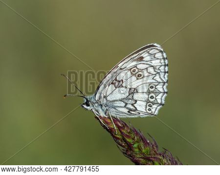 Beautiful Nature Scene With Butterfly Marbled White (melanargia Galathea). Macro Shot Of Butterfly M