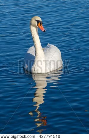 White  Swan On The Water With Reflection
