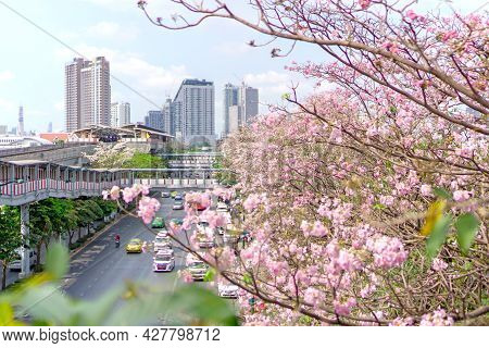 Pink Trumpet Shrub Flowering Tree Know As Pink Tecoma Or Tabebuia Rosea Plant Begin Blooming On Apri